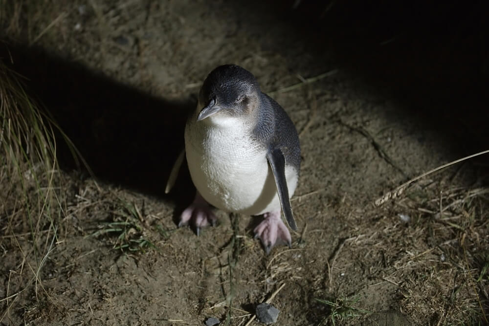 世界最小の『リトルペンギン』見るならビチェノで決まり！